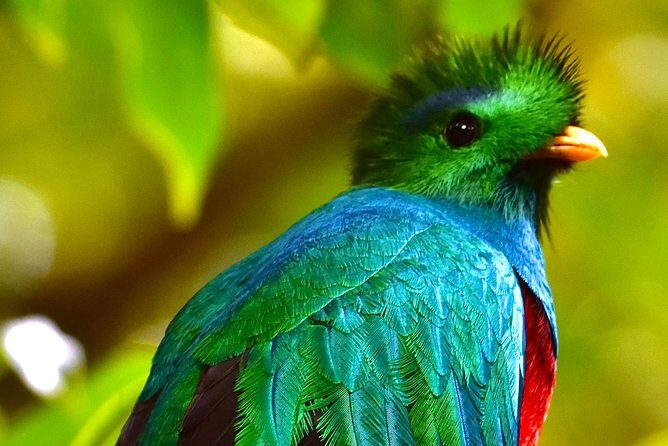 Monteverde Full Day Birding Expedition - A Complete Look at the Monteverde Full Day Birding Expedition