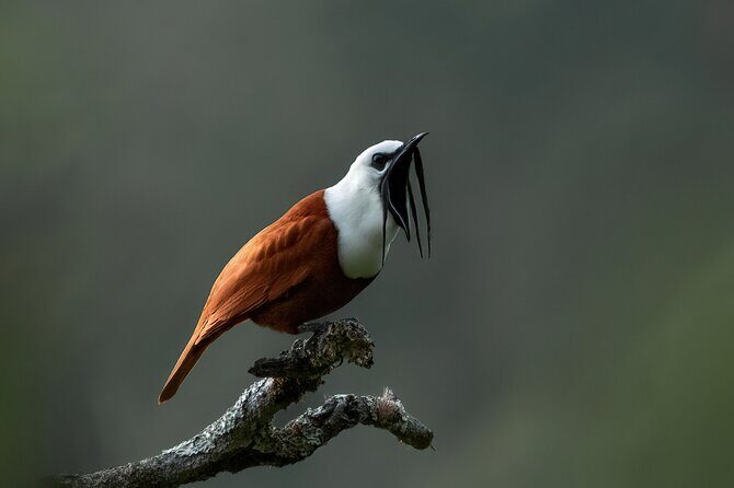 Monteverde Full Day Birding Expedition - Who Would Benefit Most?