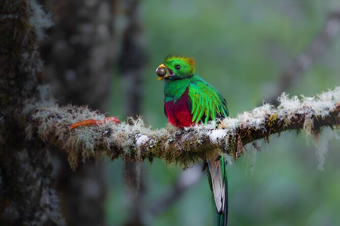 Monteverde Full Day Birding Expedition - Frequently Asked Questions