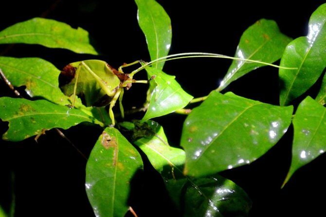 Monteverde Night Tour: Glass Frogs, lateralis, Sloths & Jungle - An In-Depth Review of the Monteverde Night Tour Experience