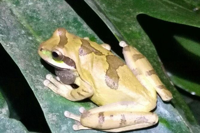 Monteverde Night Tour: Glass Frogs, lateralis, Sloths & Jungle - The Sum Up: Is This Night Tour Right for You?