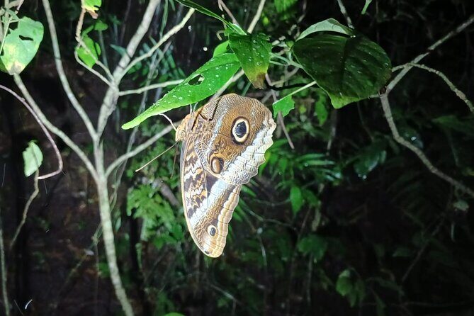 Monteverde Night Tour in the Forests - Final Thoughts