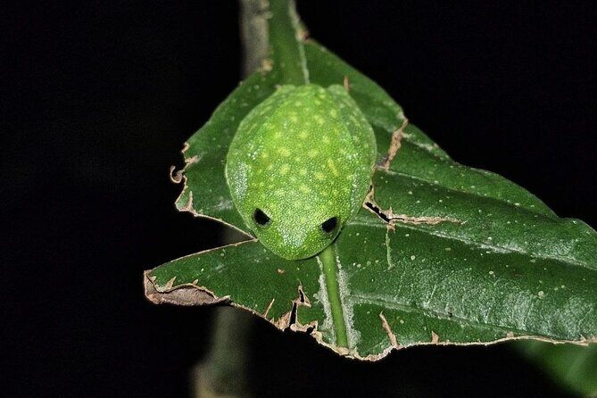 Monteverde Night Tour Unique Experience - Frequently Asked Questions