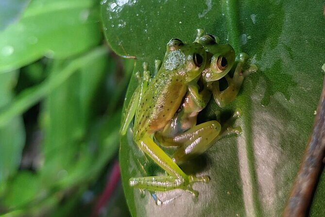 Monteverde Night Tour Unique Experience - Key Points