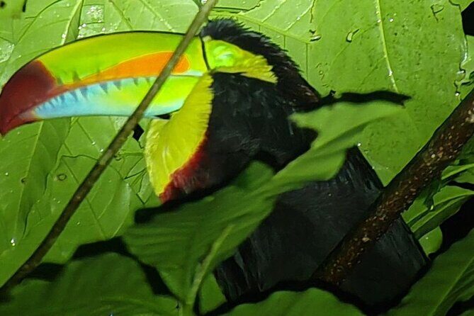 Monteverde Night Tour Unique Experience - The Sum Up: Is the Monteverde Night Tour Right for You?