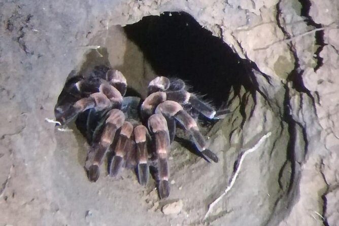 Monteverde Night Tour with a Certified Tour Guide (6 PM or 8 PM) - Key Points