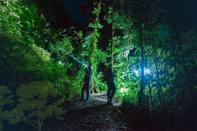 Monteverde Night Tour with a Certified Tour Guide (6 PM or 8 PM) - Review Highlights and Authentic Perspectives