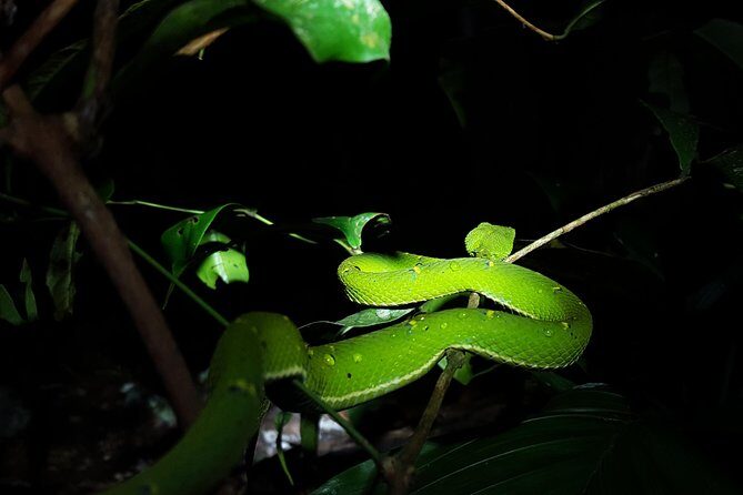 Monteverde Night Tour with a Certified Tour Guide (6 PM or 8 PM) - Final Thoughts: Is It Worth It?