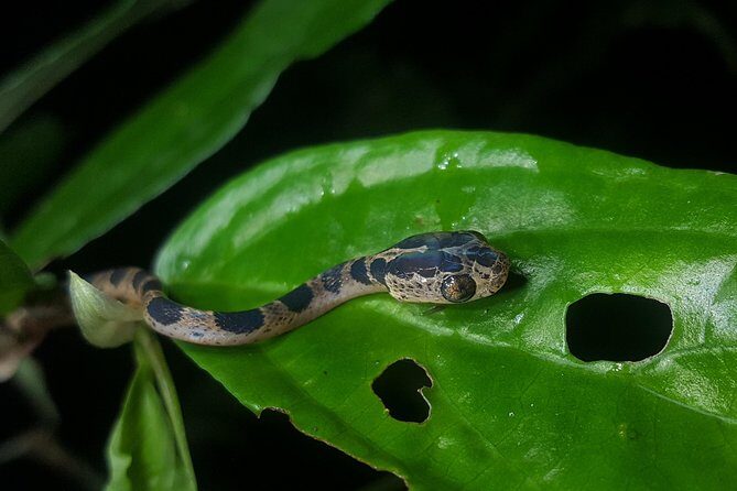 Monteverde Night Tour with a Certified Tour Guide (6 PM or 8 PM) - FAQs