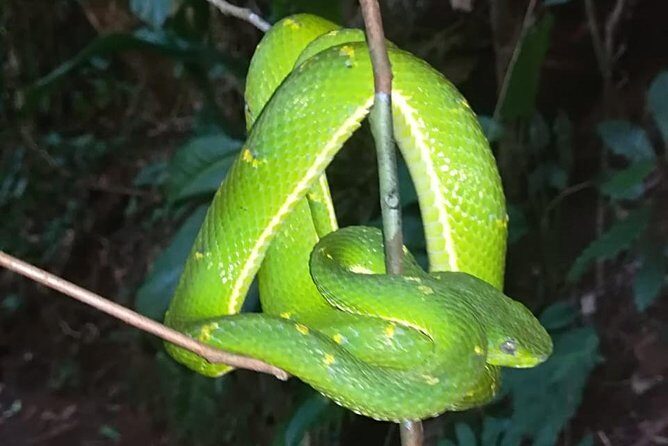 Monteverde Night Tour with a Certified Tour Guide (6 PM or 8 PM) - Key Points