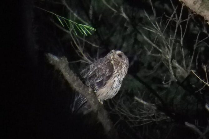 Monteverde Night Tour with a Certified Tour Guide (6 PM or 8 PM) - Final Thoughts: Who Should Book?