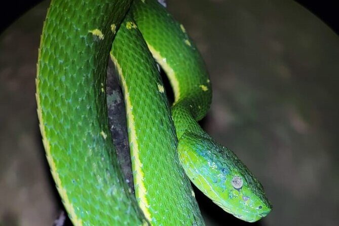 Monteverde Night Walk - What to Expect: The Itinerary in Detail