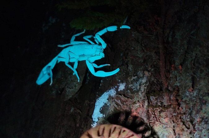 Monteverde Night Walk - Breaking Down the Cost and Value