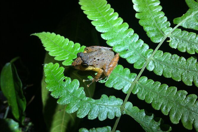Monteverde Night Walk Tour - Practical Details and Considerations