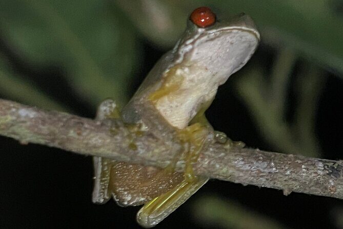 Monteverde Night Walk Tour - Concluding Thoughts: Is This Tour Right for You?