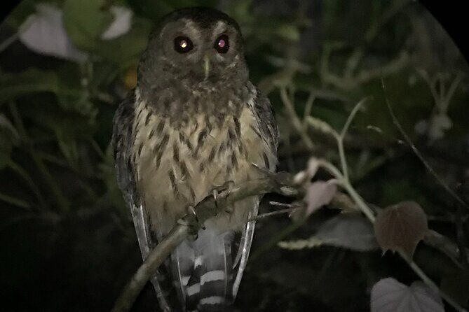 Monteverde Night Walk Tour - FAQ