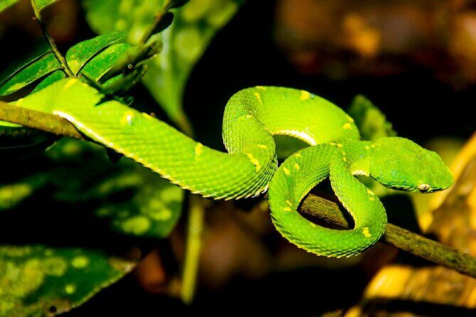 Monteverde Night Walk Tour: the night life of the forest - Exploring Monteverde Night Walk: What You Can Expect