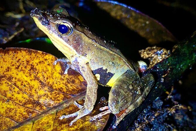 Monteverde Night Walk Tour: the night life of the forest - Who Would Love This Experience?