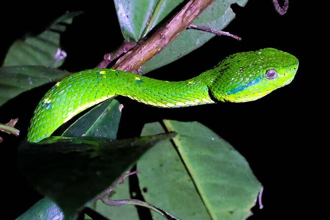Monteverde Night Walk Tour: the night life of the forest - FAQs