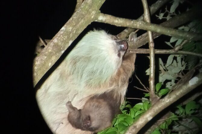 Monteverde Rain Forest Night Walk - Exploring the Monteverde Night Walk: What to Expect