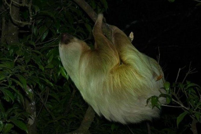 Monteverde Rain Forest Night Walk - Key Points