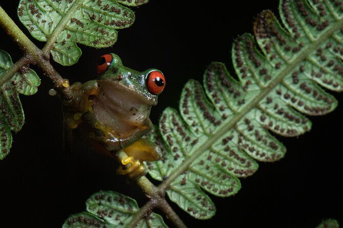 Monteverde Rain Forest Night Walk - A Deep Dive into the Monteverde Rain Forest Night Walk