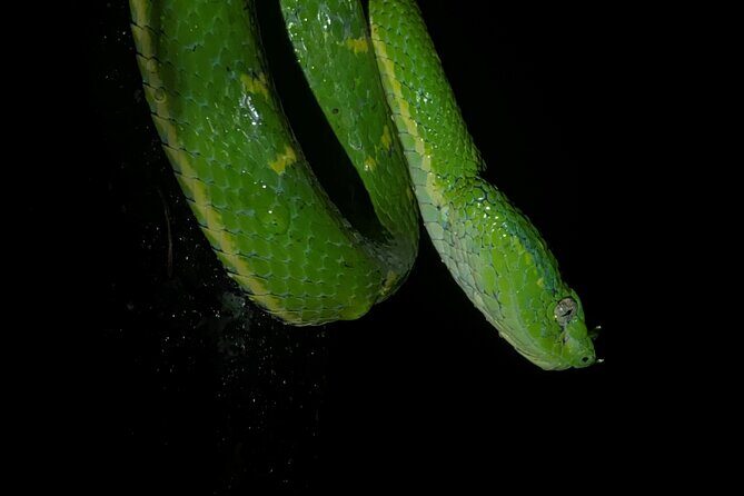 Monteverde Tropical Forest night tour - Exploring the Monteverde Tropical Forest at Night: A Guided Adventure