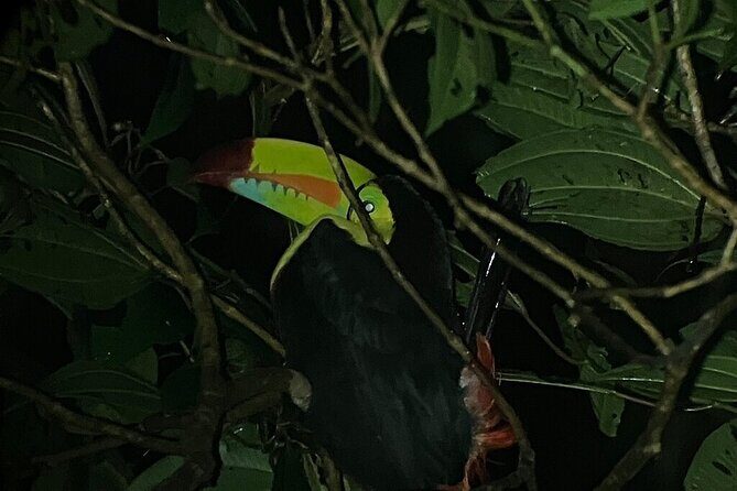 Monteverde Tropical Forest night tour - Practical Details & Tips