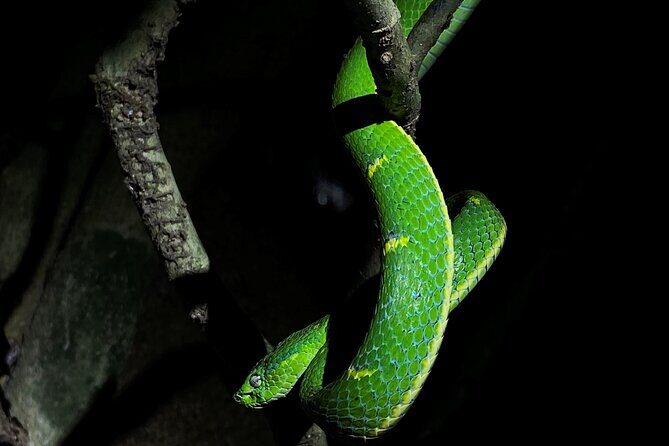 Monteverde Tropical Forest Night Tour - Discovering Monteverde’s Nighttime Wildlife: An In-Depth Review
