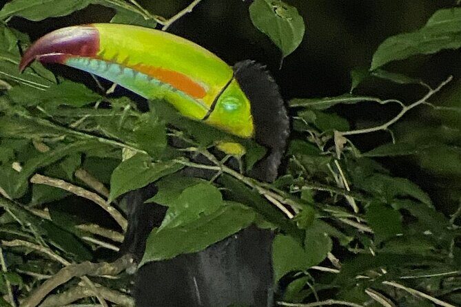 Monteverde Tropical Forest Night Tour - Key Points