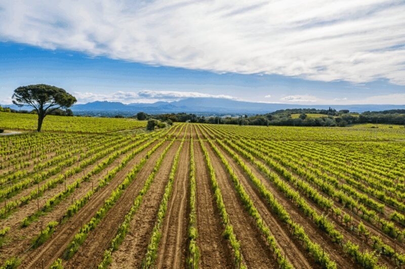 Montpellier: Full day Truffles and Chateauneuf-du-Pape Wines - FAQ
