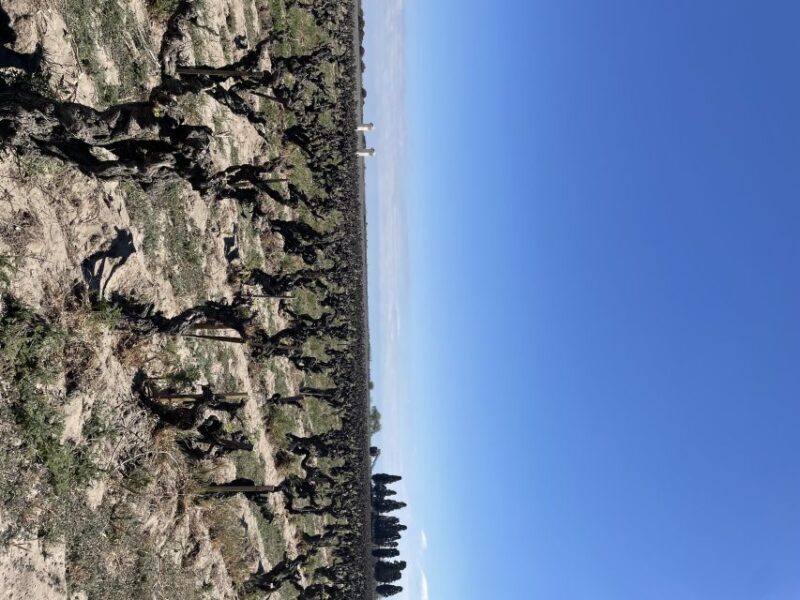 Montpellier : half day wine tour in Camargue - A Practical Look at the Tour