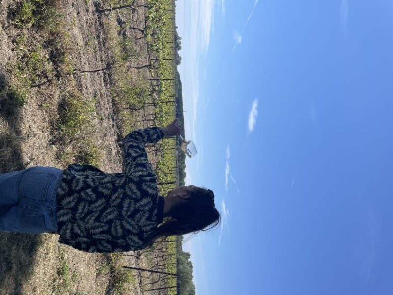Montpellier : half day wine tour in Camargue - Value and Practical Tips