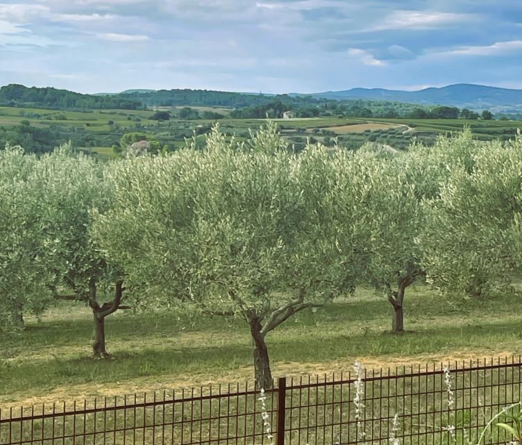 Montpellier : Visit lavender field and an Olive Oil Mill - Montpellier: Visit Lavender Field and an Olive Oil Mill