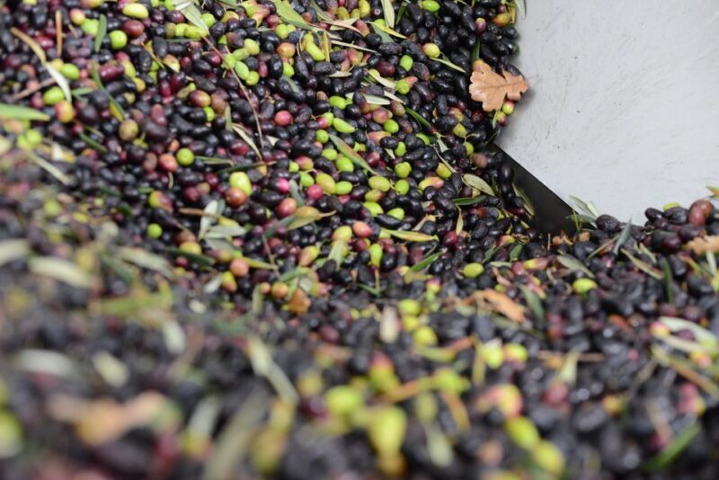 Montpellier : Visit lavender field and an Olive Oil Mill - The Sum Up