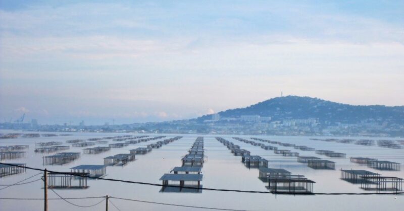 Montpellier Wine and Oyster Tour - Who Will Enjoy This Tour?