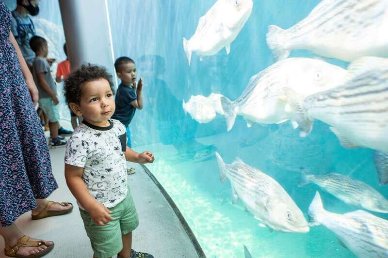 Montreal: 5 Attractions Pass - Practical Tips and Considerations