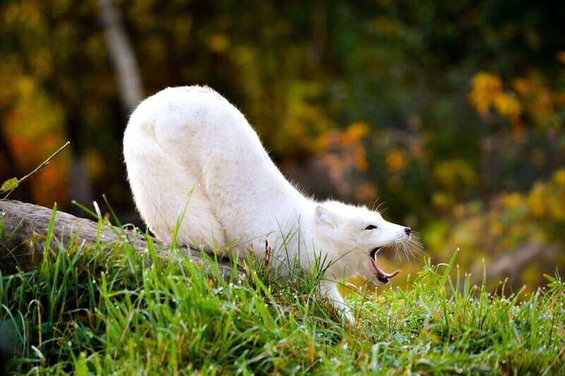 Montreal: Ecomuseum Zoo Entry Ticket - A Closer Look at What You Can Expect