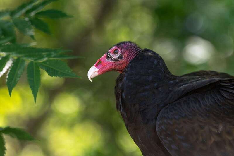 Montreal: Ecomuseum Zoo Entry Ticket - Who Will Love This Experience?