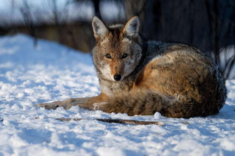 Montreal: Ecomuseum Zoo Entry Ticket - Final Thoughts