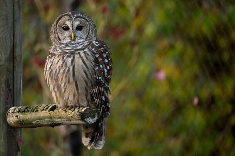 Montreal: Ecomuseum Zoo Entry Ticket - FAQ