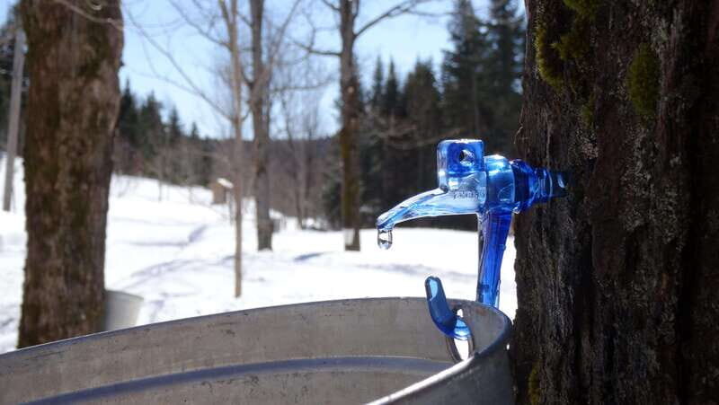 Montréal: Maple Syrup Tasting Conference! - Authenticity and Atmosphere
