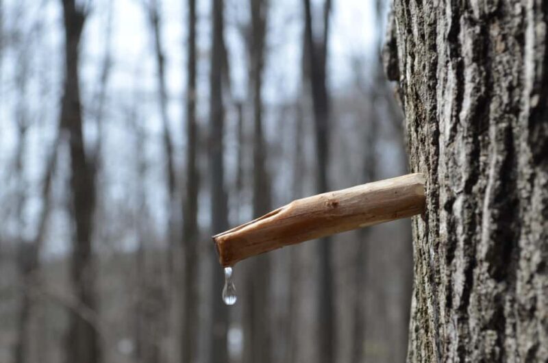 Montreal: Maple Syrup Tour with Sugar Shack & Local Cuisine - Final Thoughts