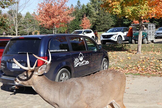 Montreal: Omega Park Canadian Wildlife Safari Adventure - Montreal: Omega Park Canadian Wildlife Safari Adventure — A Close Encounter with Canadas Wildlife