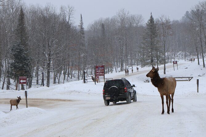 Montreal: Omega Park Canadian Wildlife Safari Adventure - Considerations and Practicalities