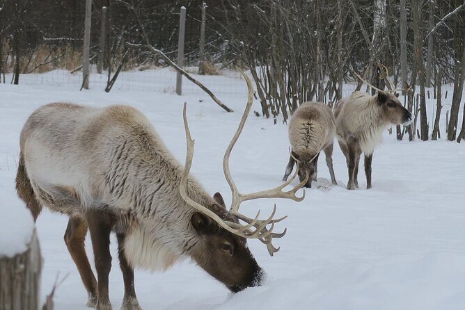 Montreal: Omega Park Canadian Wildlife Safari Adventure - Who Will Enjoy This Tour?