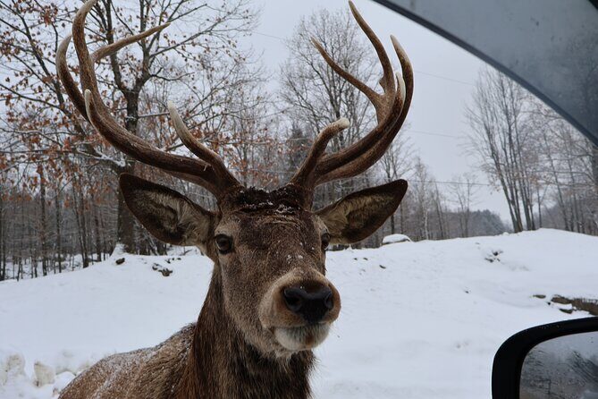 Montreal: Omega Park Canadian Wildlife Safari Adventure - Montreal: Omega Park Canadian Wildlife Safari Adventure — A Detailed Review
