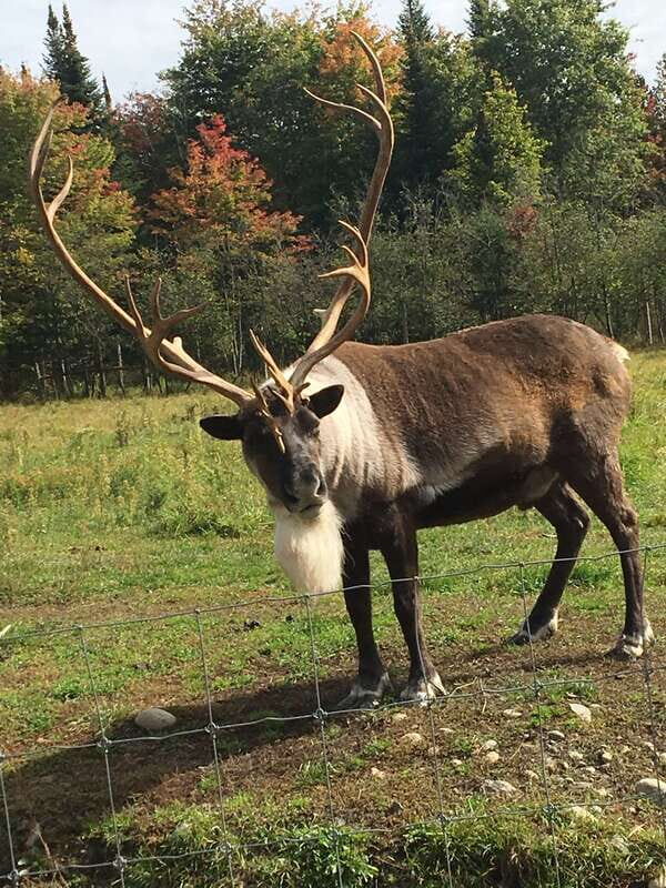 Montreal: Private Day Tour to Parc Omega & Montebello Lodge - Key Points