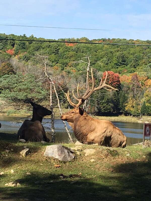 Montreal: Private Day Tour to Parc Omega & Montebello Lodge - An In-Depth Look at the Tour Experience