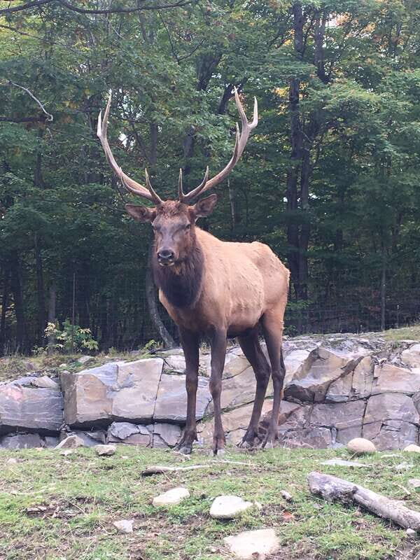 Montreal: Private Day Tour to Parc Omega & Montebello Lodge - Authentic Experiences and What Travelers Say